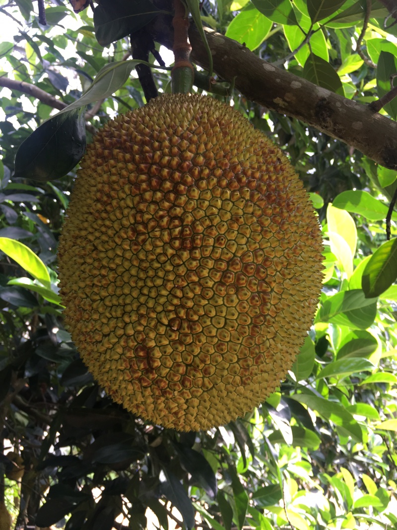 菠萝蜜