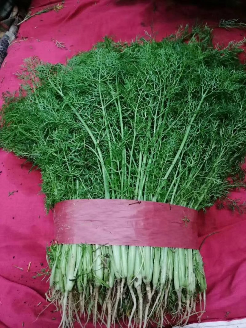 精品茴香大量上市一手货源走超市，水饺水饺厂欢迎合作