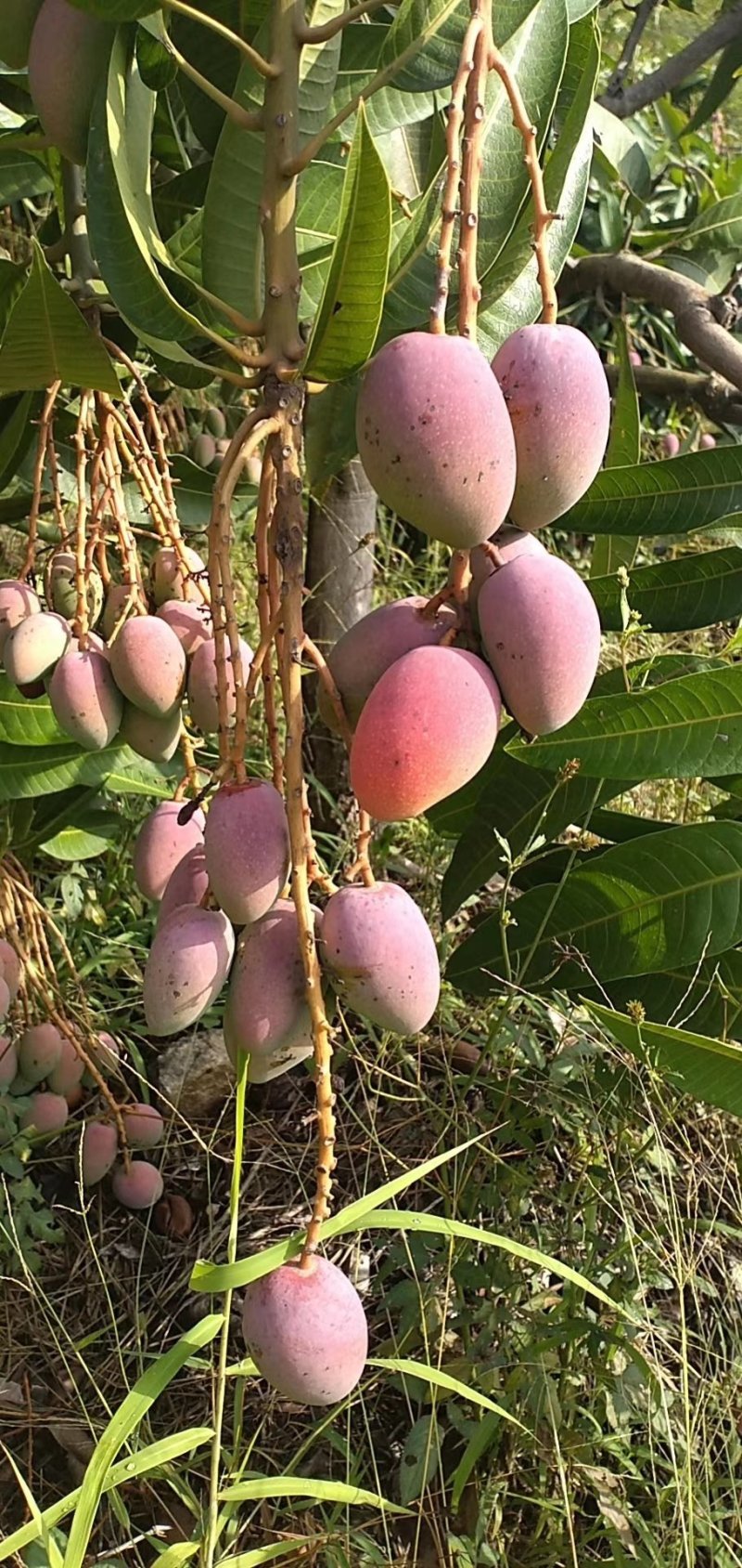 贵妃芒台农大量上市需要老板联系我