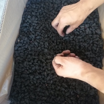 桑葚干黑桑椹饮片花茶药材全年供应提供物流包邮欢迎实地考察