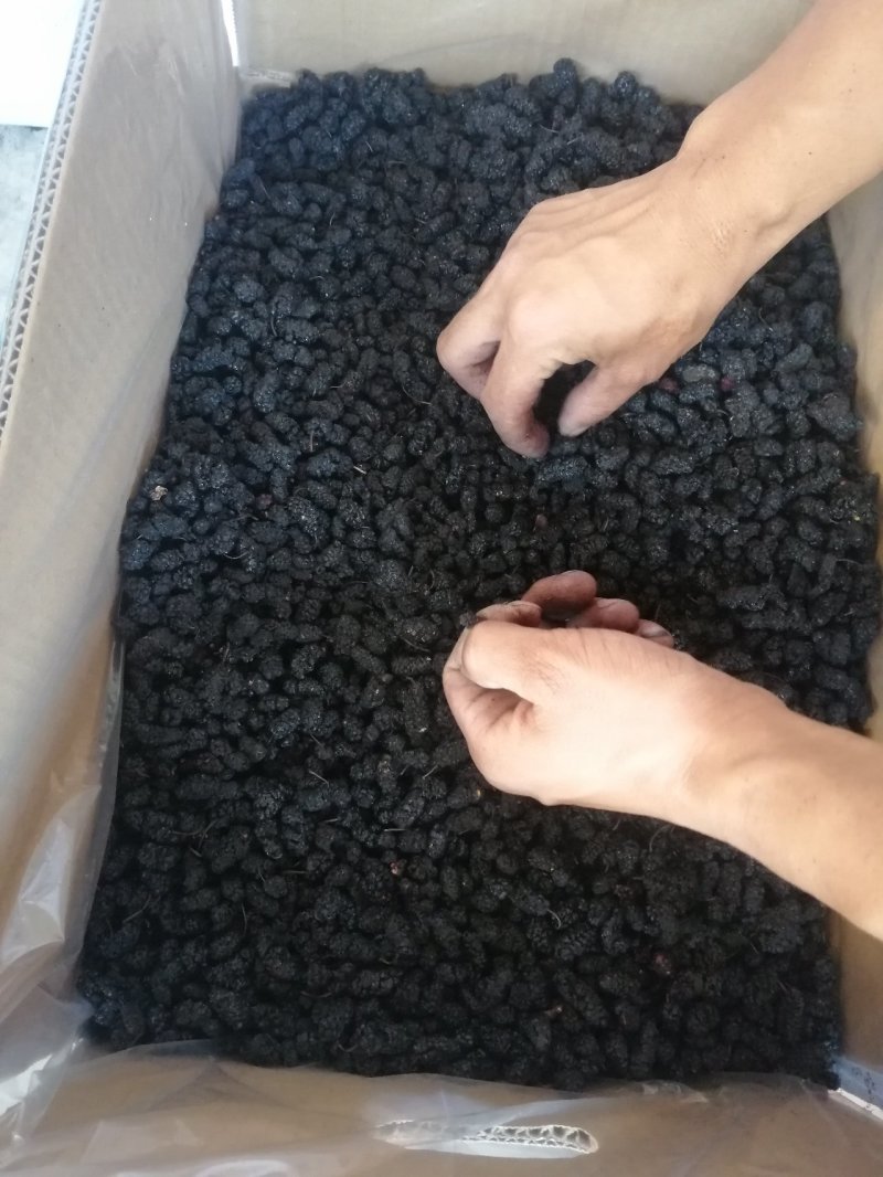 桑葚干黑桑椹饮片花茶药材全年供应提供物流包邮欢迎实地考察