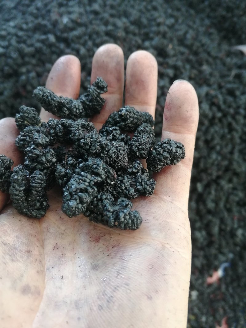 桑葚干黑桑椹饮片花茶药材全年供应提供物流包邮欢迎实地考察