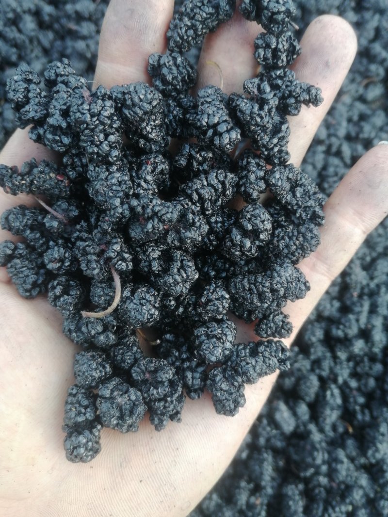 桑葚干黑桑椹饮片花茶药材全年供应提供物流包邮欢迎实地考察