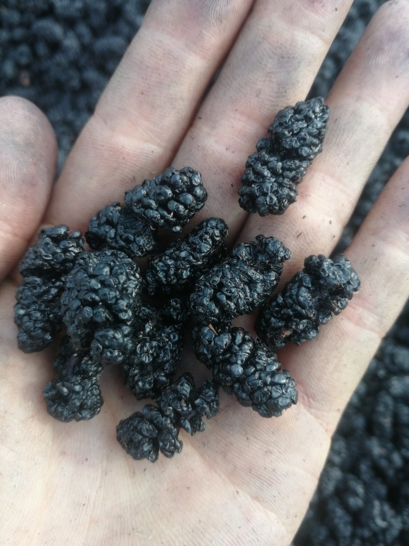 桑葚干黑桑椹饮片花茶药材全年供应提供物流包邮欢迎实地考察