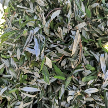 22年新货甘肃野生沙棘原叶可泡茶饮产地直销正品无添加包邮