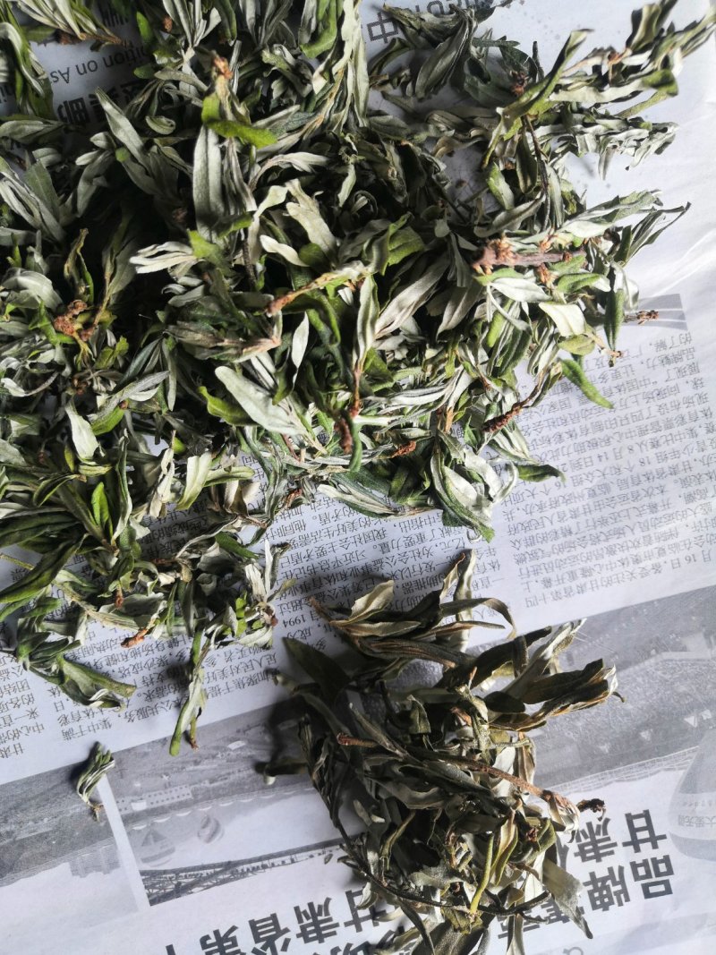 22年新货甘肃野生沙棘原叶可泡茶饮产地直销正品无添加包邮