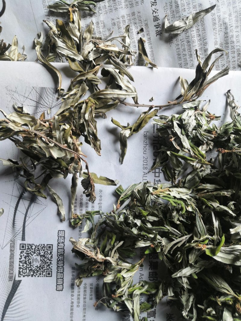 22年新货甘肃野生沙棘原叶可泡茶饮产地直销正品无添加包邮