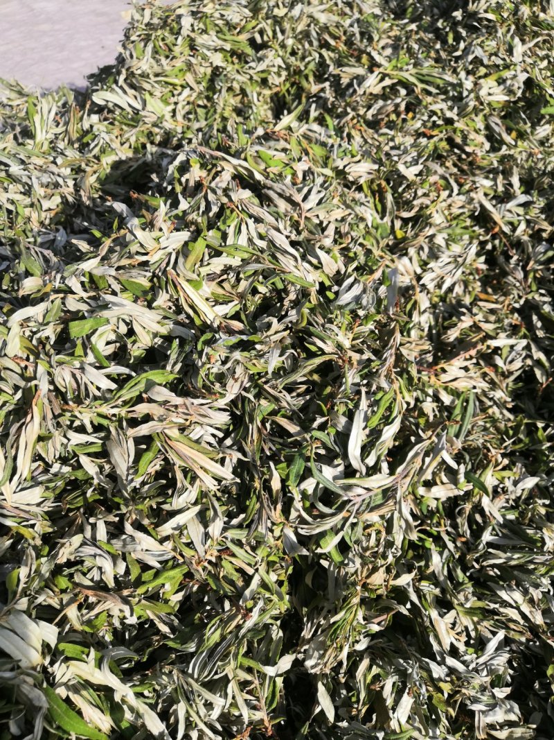 22年新货甘肃野生沙棘原叶可泡茶饮产地直销正品无添加包邮