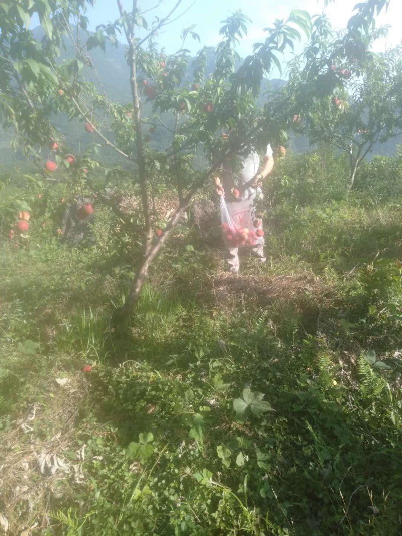 四川乐山自贡基地批发精品大的桃子。半斤以上，口感好颜色好