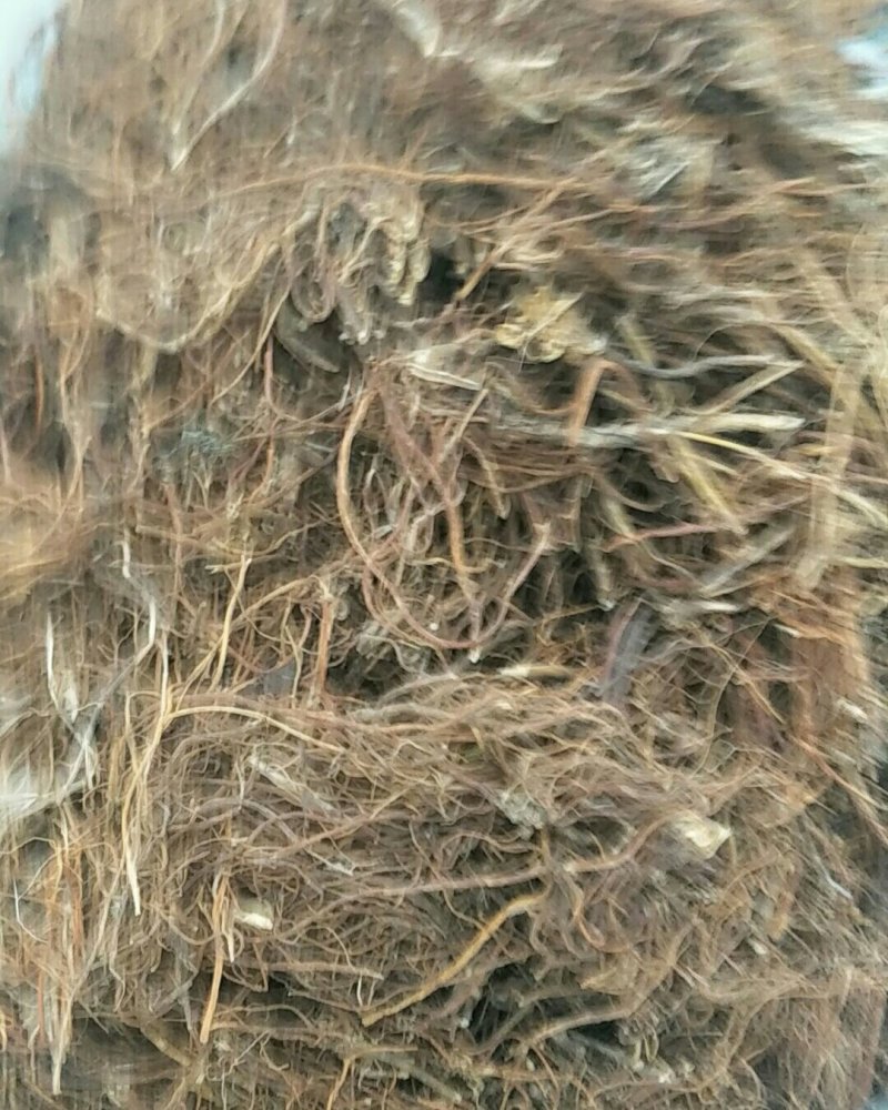 龙胆草，常年批发供应龙胆草中药材