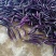 长茄红茄子质量好产地直销【优质货源】诚信经营