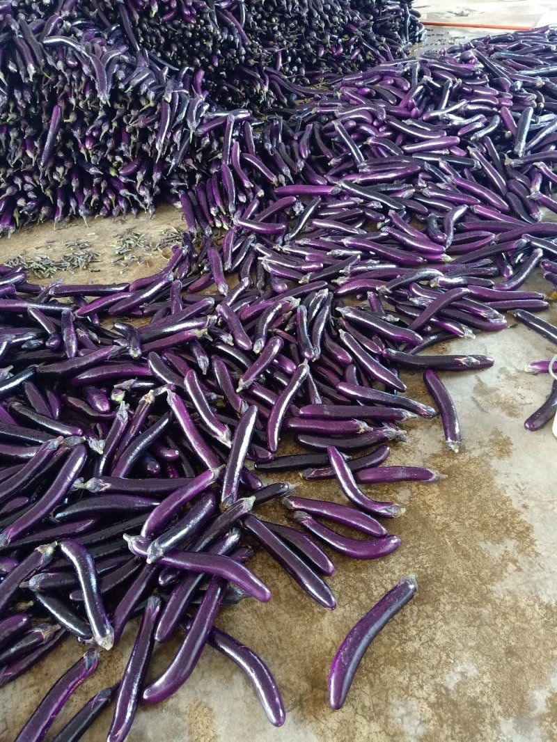 长茄红茄子质量好产地直销【优质货源】诚信经营