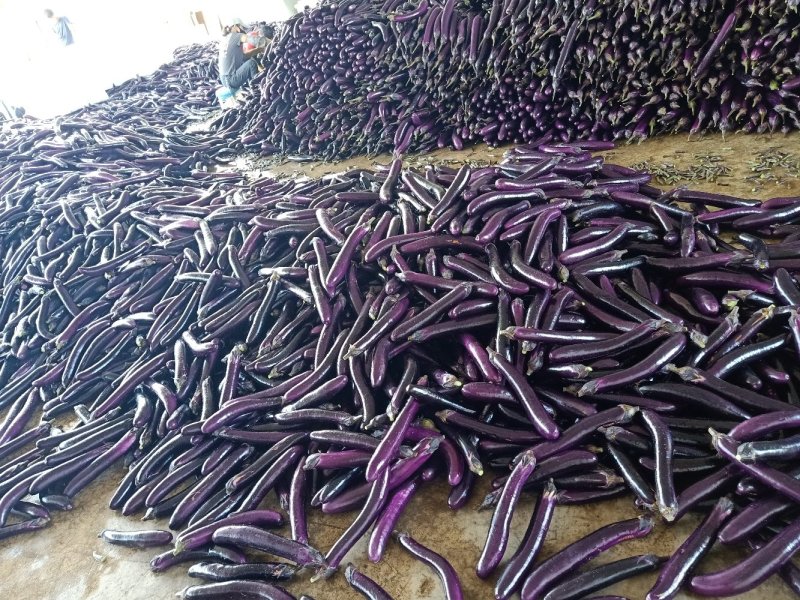 长茄红茄子质量好产地直销【优质货源】诚信经营