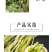 正宗赤水金钗石斛鲜条十大仙草之首大山上种植