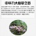 正宗赤水金钗石斛鲜条十大仙草之首大山上种植