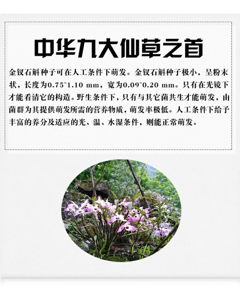 正宗赤水金钗石斛鲜条十大仙草之首大山上种植