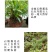 正宗赤水金钗石斛鲜条十大仙草之首大山上种植