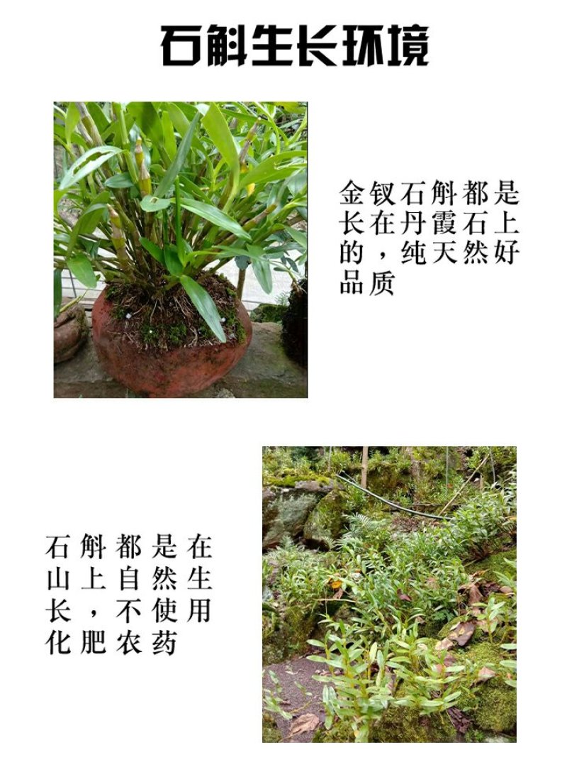 正宗赤水金钗石斛鲜条十大仙草之首大山上种植