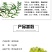 正宗赤水金钗石斛鲜条十大仙草之首大山上种植