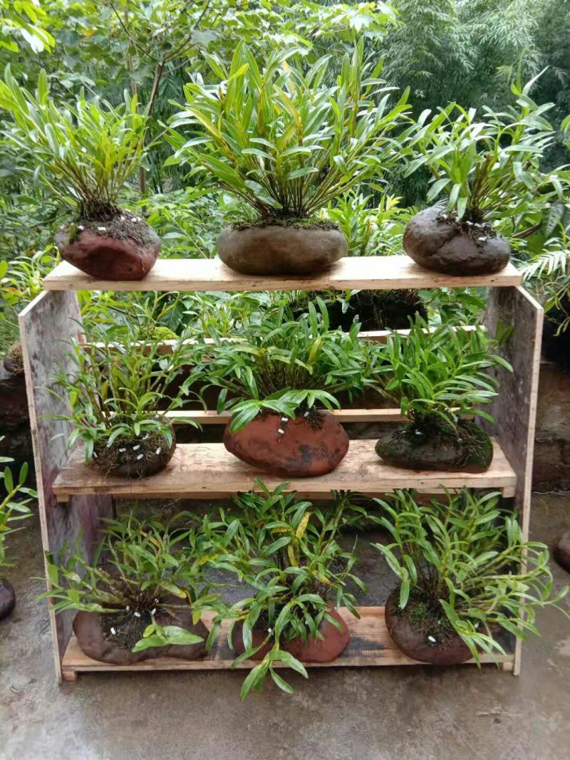 正宗赤水金钗石斛鲜条十大仙草之首大山上种植