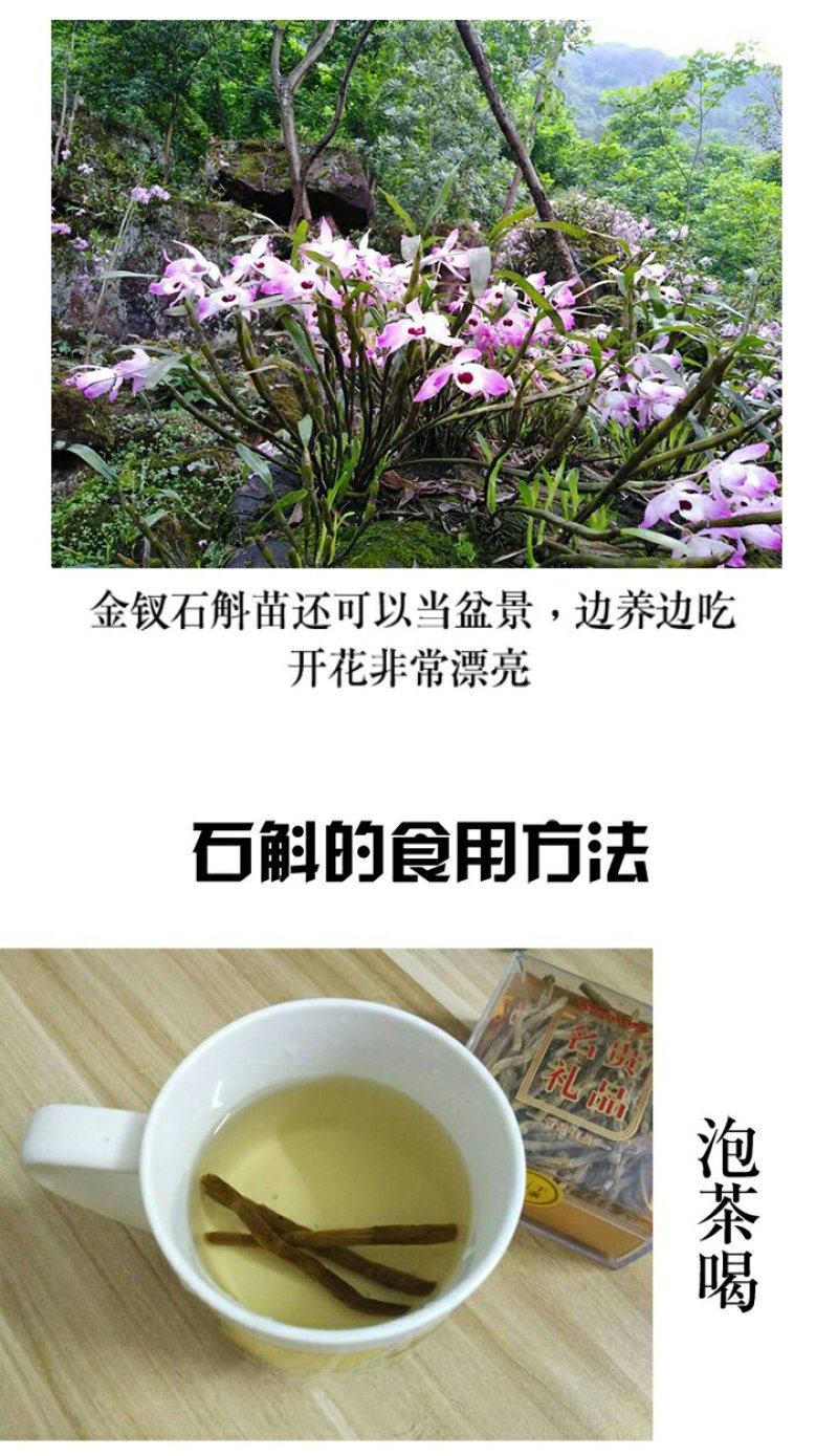 正宗赤水金钗石斛鲜条十大仙草之首大山上种植