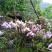 正宗赤水金钗石斛鲜条十大仙草之首大山上种植