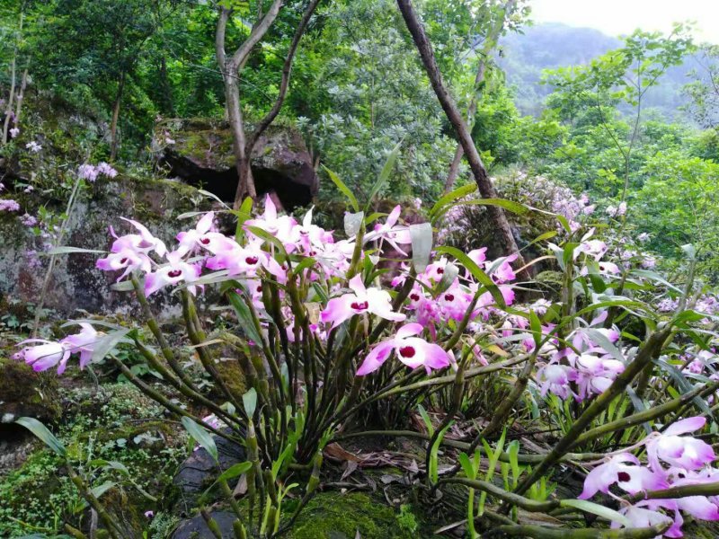 正宗赤水金钗石斛鲜条十大仙草之首大山上种植