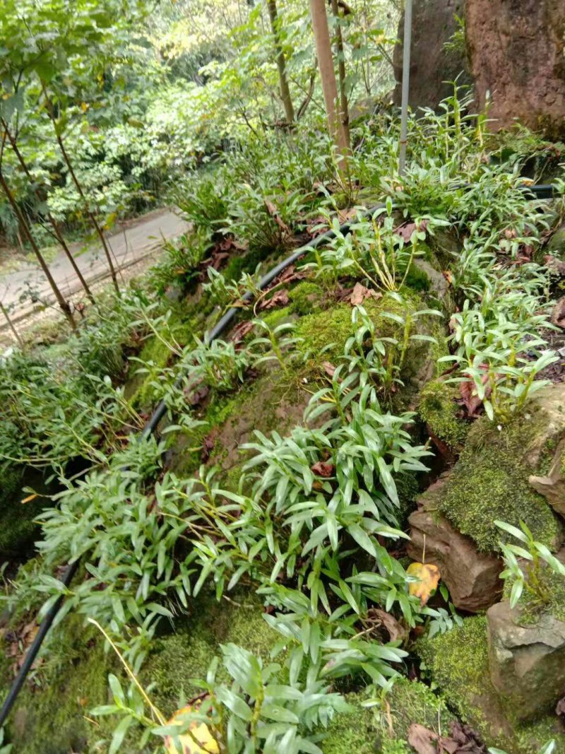 正宗赤水金钗石斛鲜条十大仙草之首大山上种植