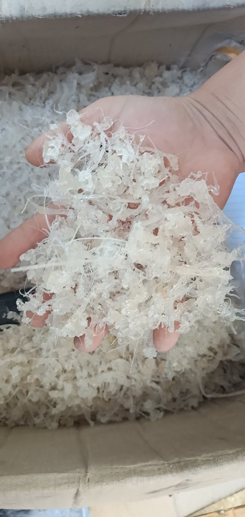小龙须雪燕