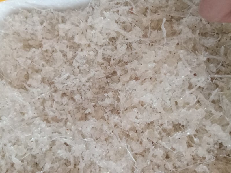 小龙须雪燕