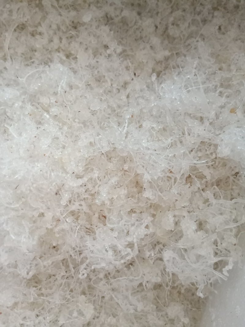 小龙须雪燕