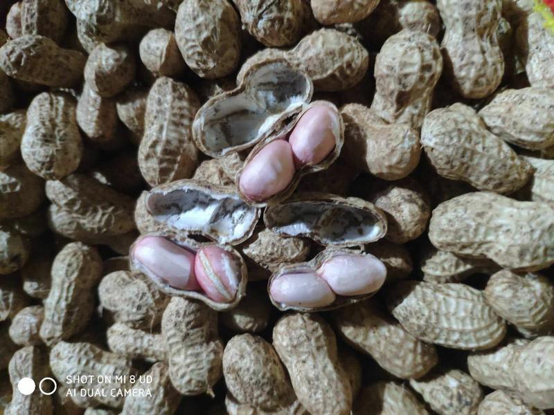 鲜花生主产区，小白沙罗汉果鲁花，花生饱满亮度高