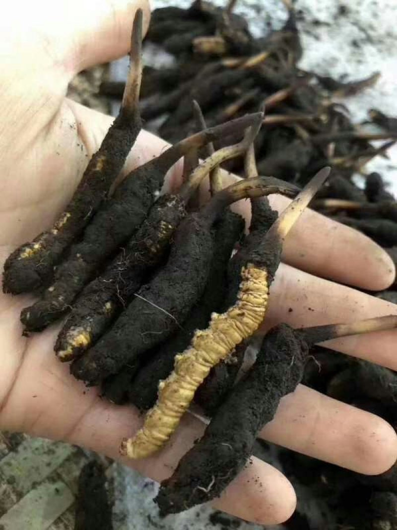虫草