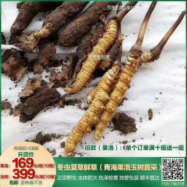 虫草