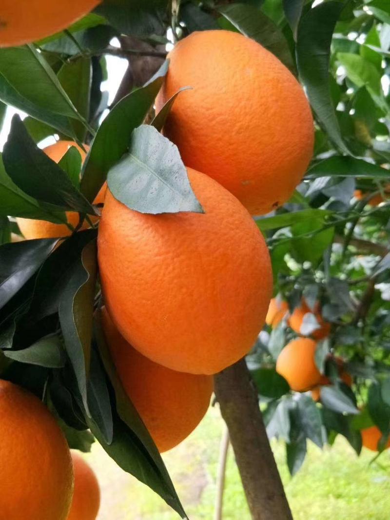 精品橙子海拔低口感甜.支持视频看货现採现发一手货源。。。