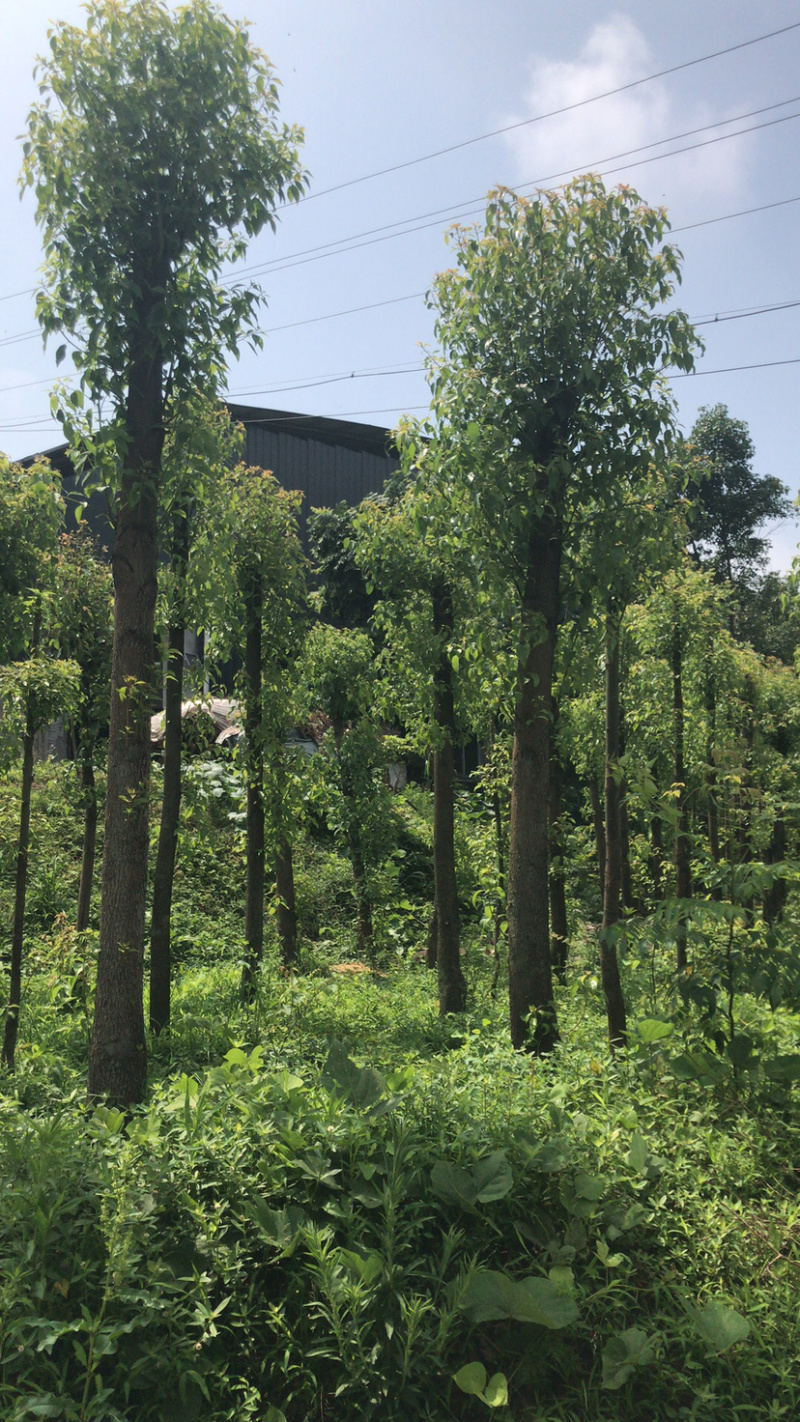 香樟树10到15公分原产地出