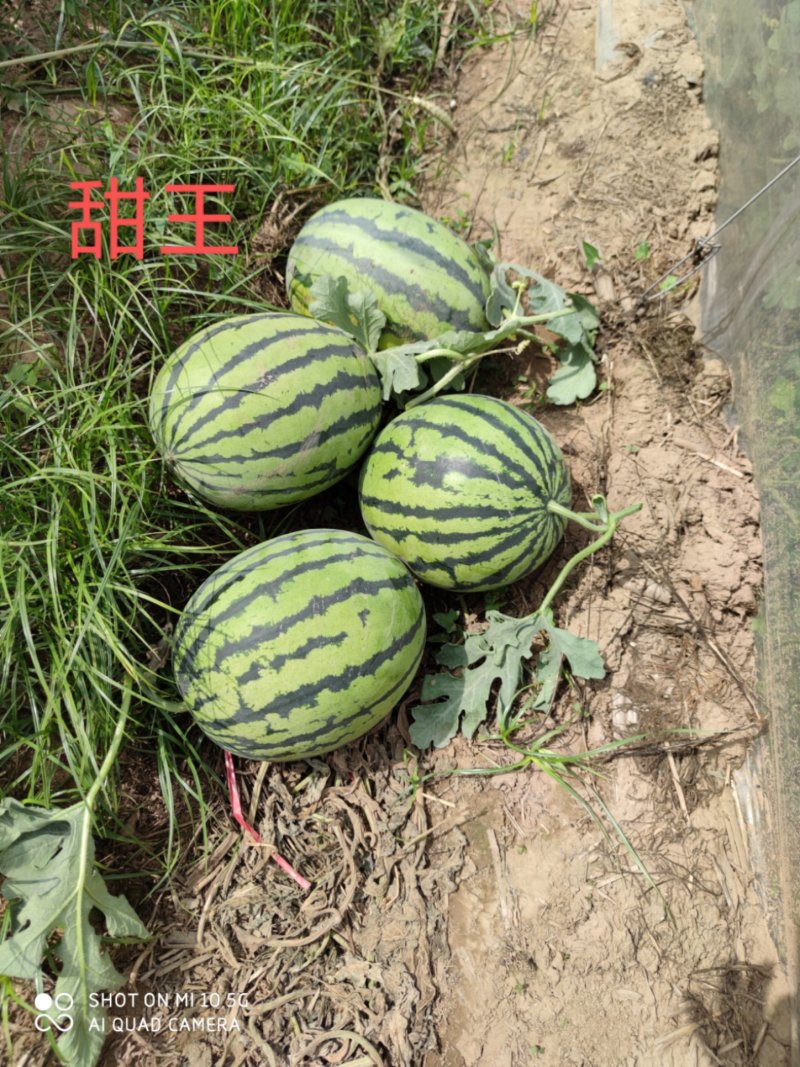 新拳王西瓜苗京欣西瓜甜度高口感酥脆