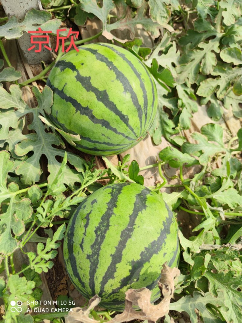 新拳王西瓜苗京欣西瓜甜度高口感酥脆