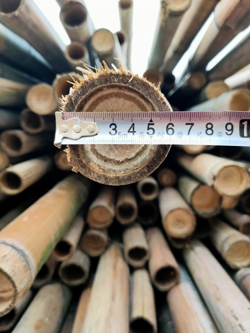 成都厂家直销精品楠竹大量上市中，现货批发各种规格