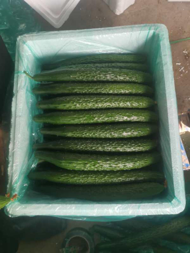 黄瓜，寿光黄瓜，中国社区团购主要供应商，优质黄瓜