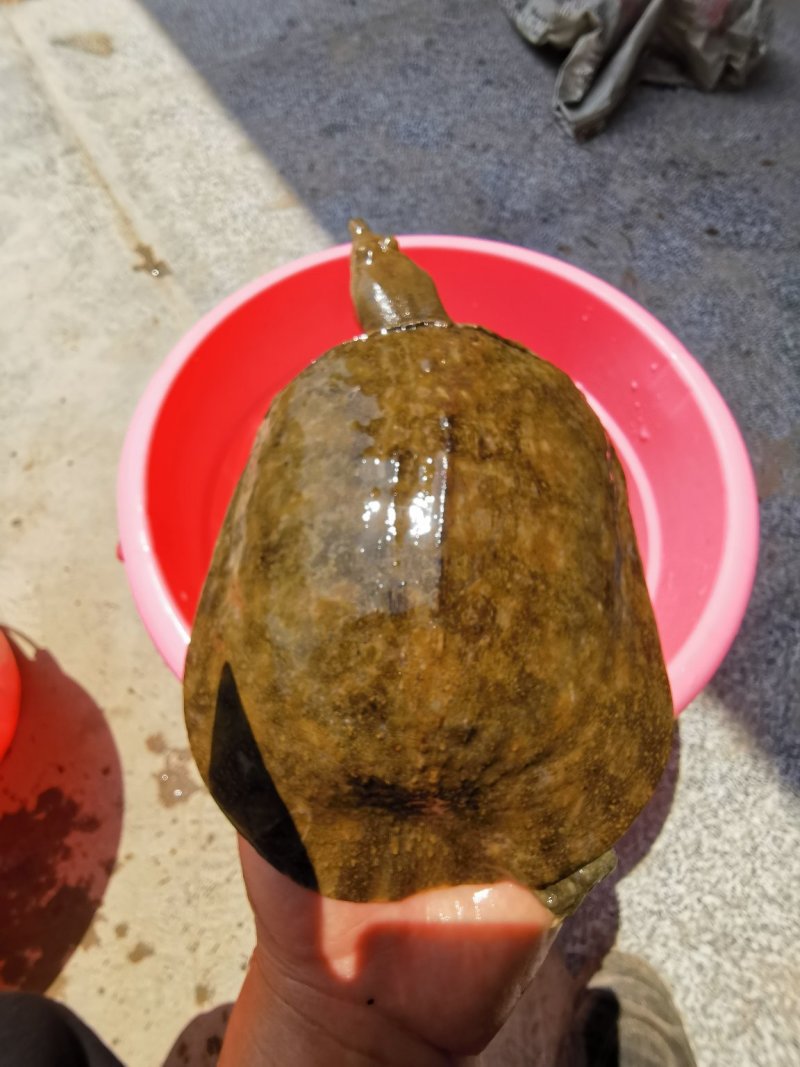 甲鱼