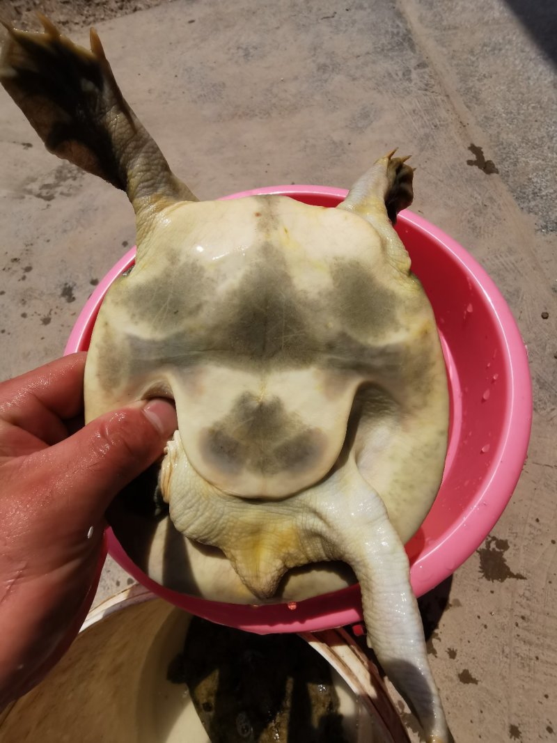 甲鱼