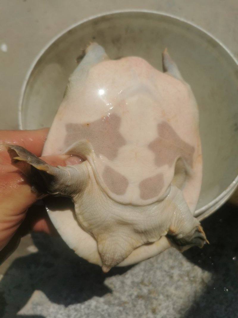 甲鱼