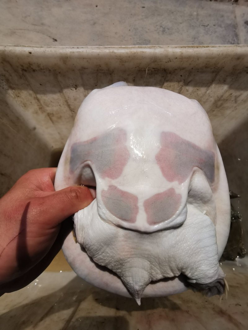 甲鱼