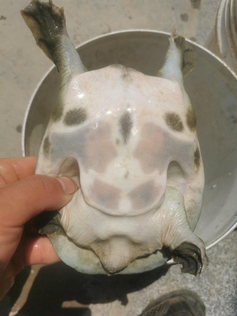 甲鱼