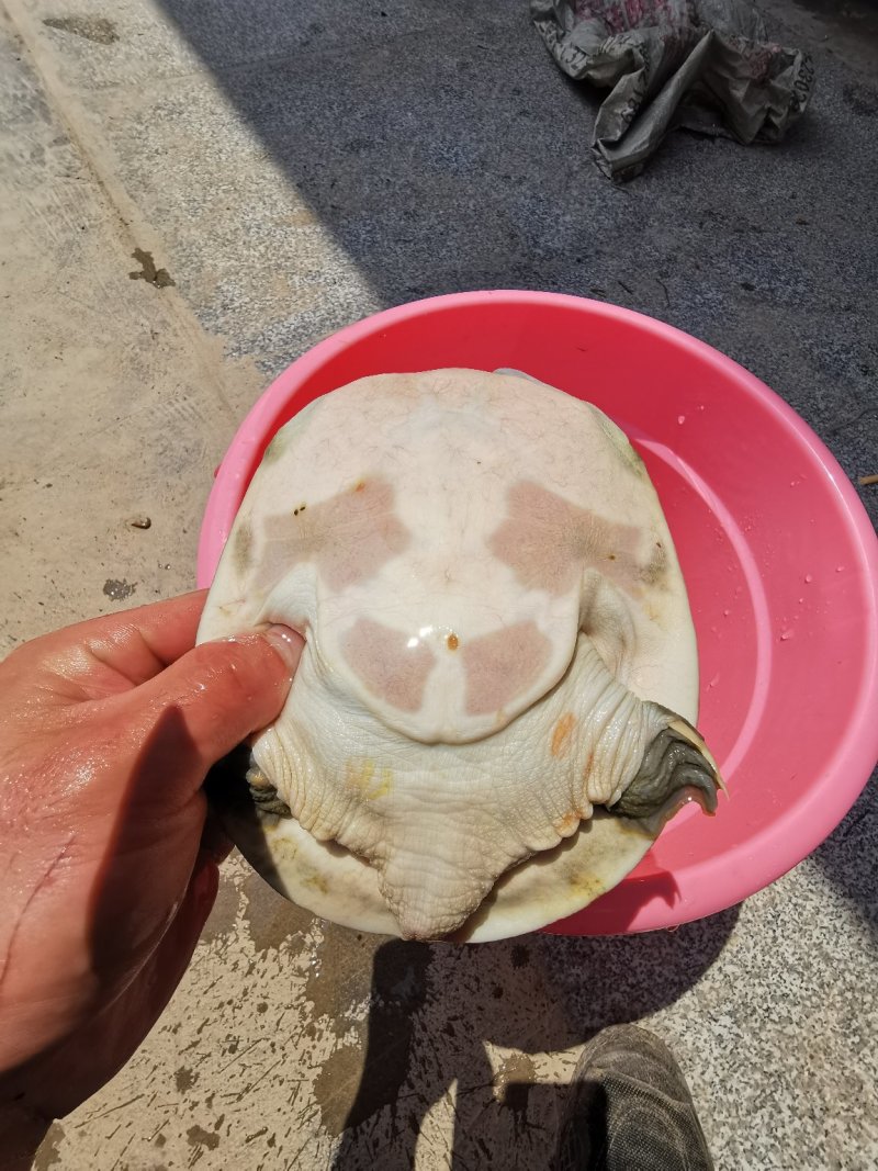 甲鱼