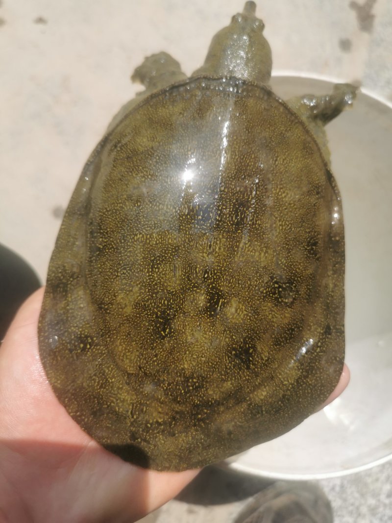 甲鱼