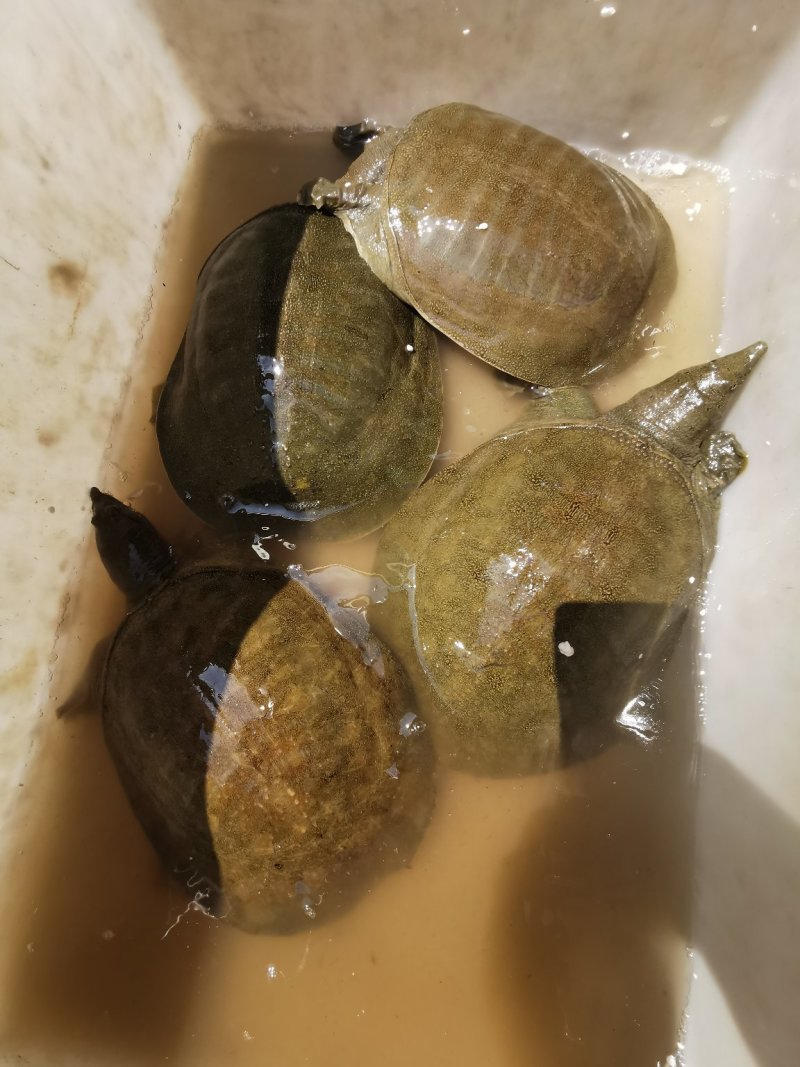 甲鱼