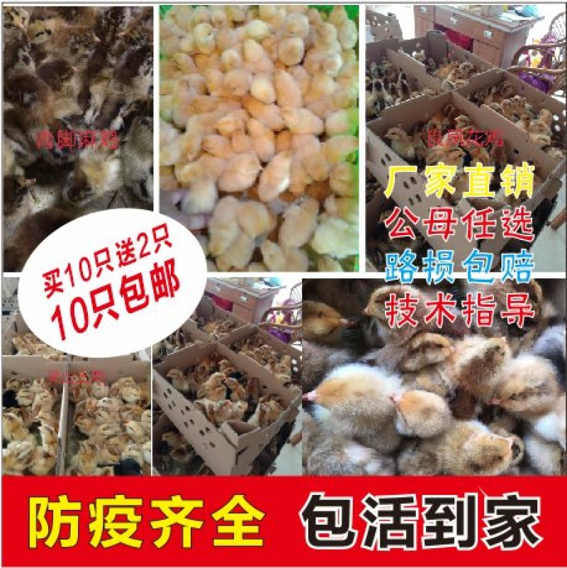 【优质青脚麻出壳苗】厂家直销，包疫苗，路损包赔。量大从优