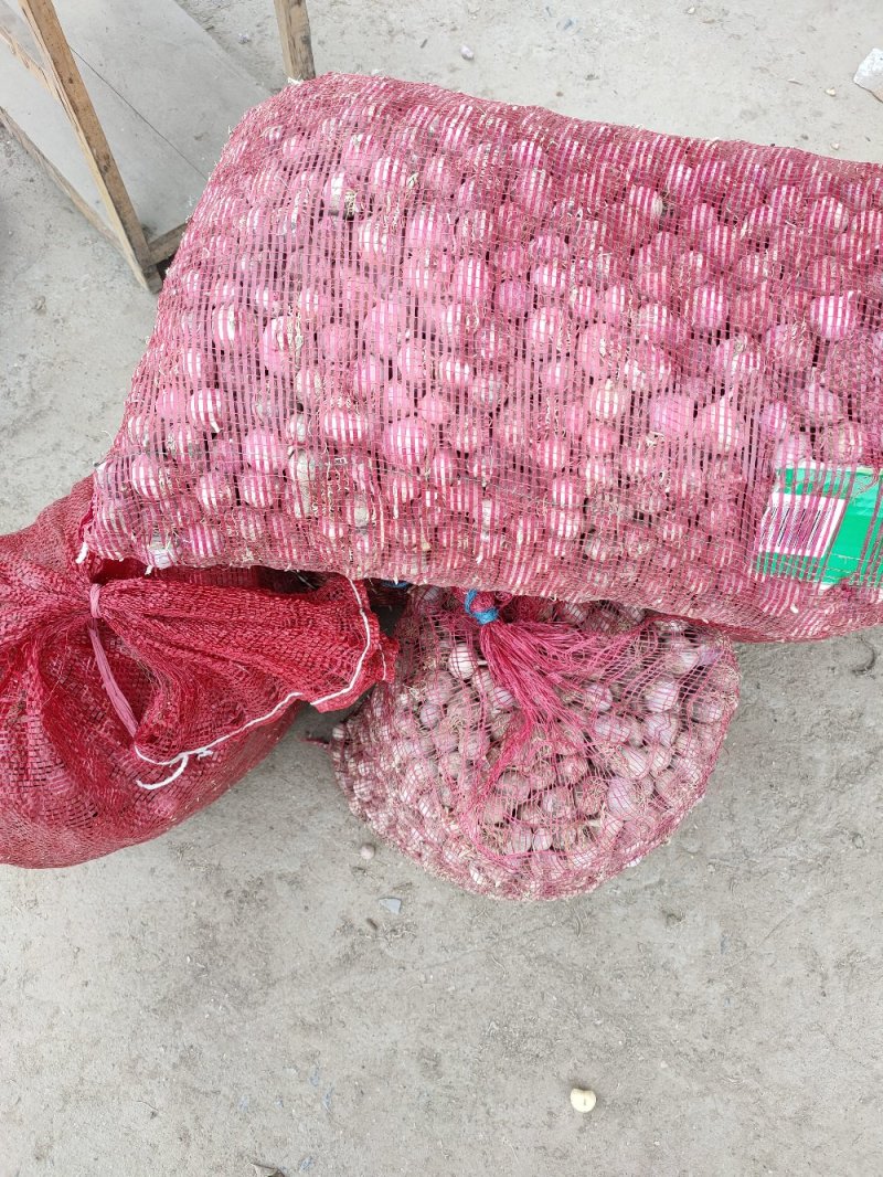 独头蒜，基地直发，诚信代办，(鲜蒜头)
